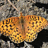 Coronis Fritillary