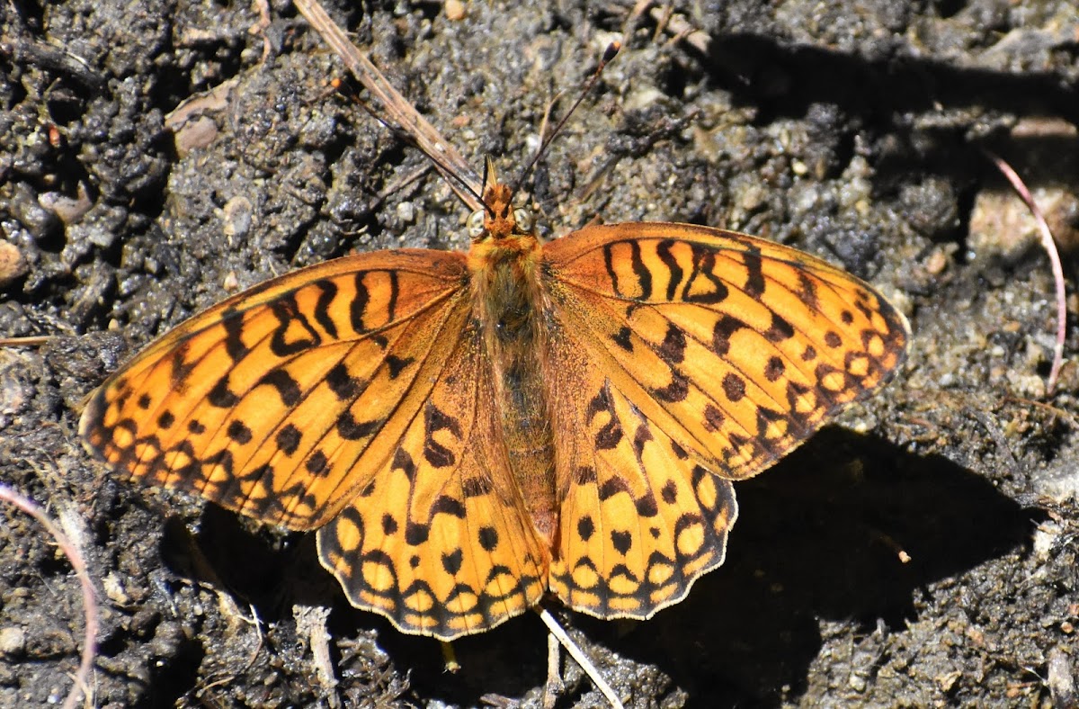 Coronis Fritillary