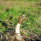 Common Stinkhorn