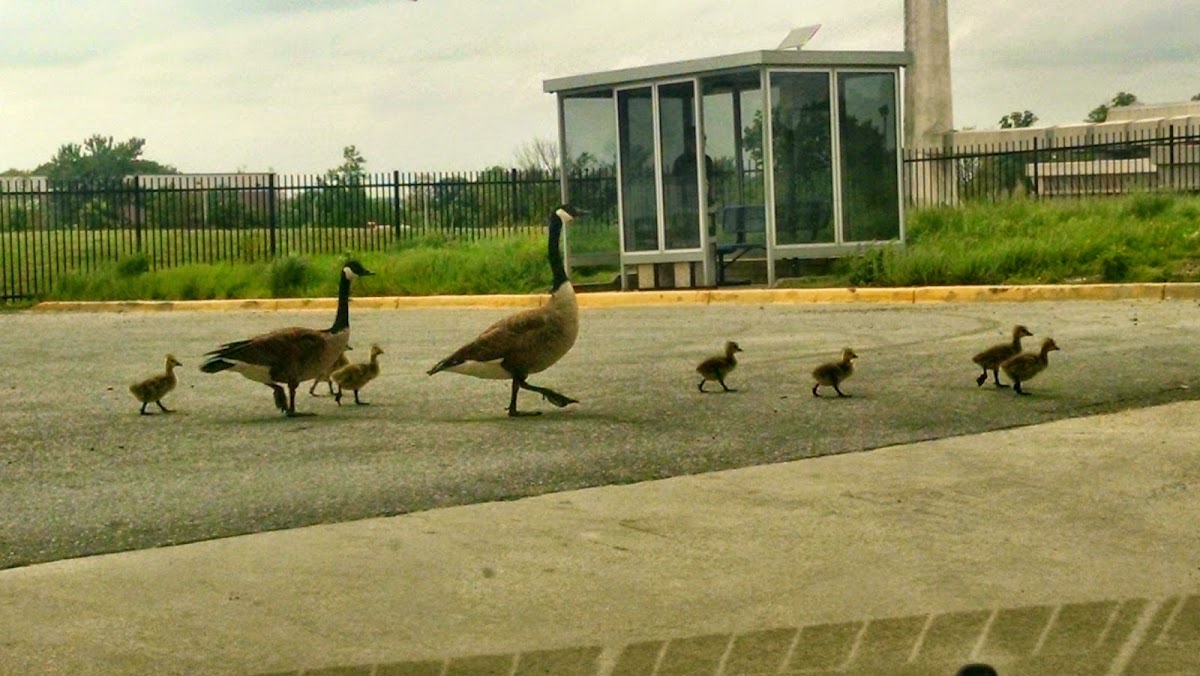 Canada Goose