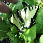 Eastern Tiger Swallowtail