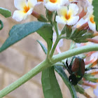 Japanese beetle