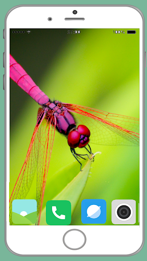 Dragonfly Full HD Wallpaper