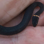 Ringneck snake