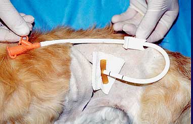 Gastrotomy tube in an anesthetized cat