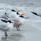 Royal tern