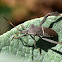 Leaf-footed bug