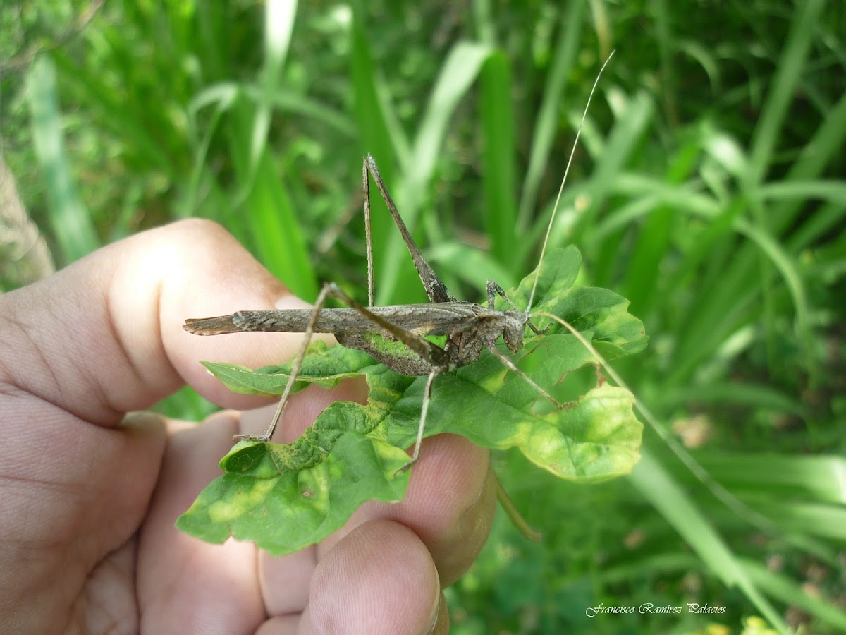 Insara Bush-Cricket