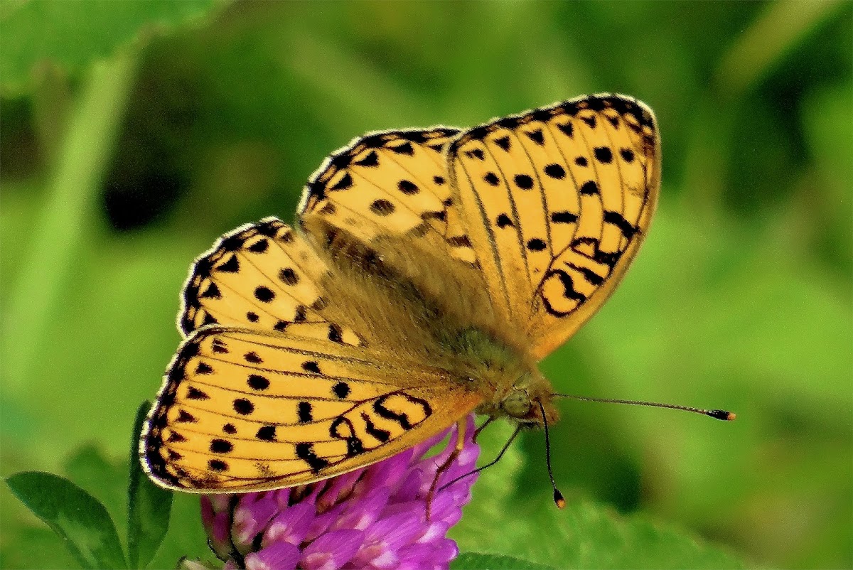 Dark Green Fritillary