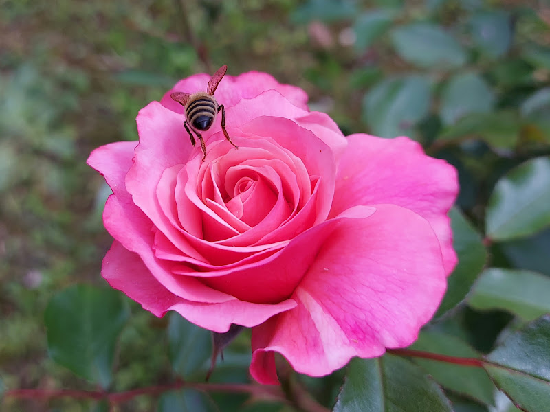 Dov'è il polline? di picassone