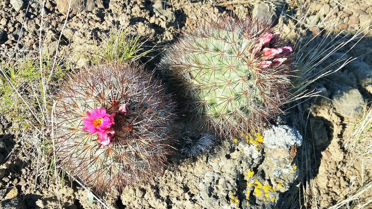 Hedgehog cactus