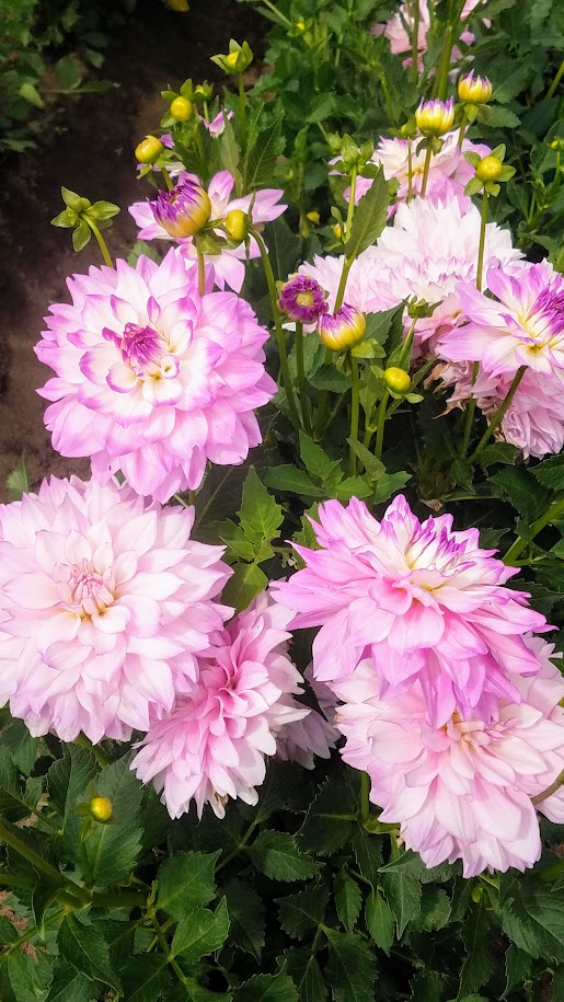 Swan Island Dahlias