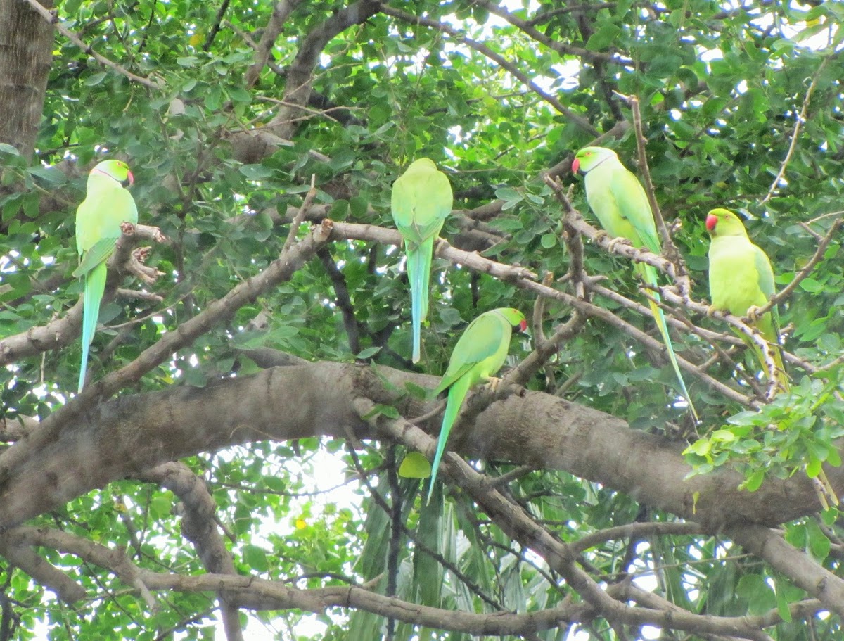 Rose-ringed Parakeet