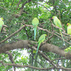 Rose-ringed Parakeet