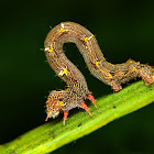 Geometer Moth caterpillar