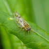 Psyllid