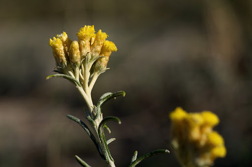 Helichrysum serotinum picardii