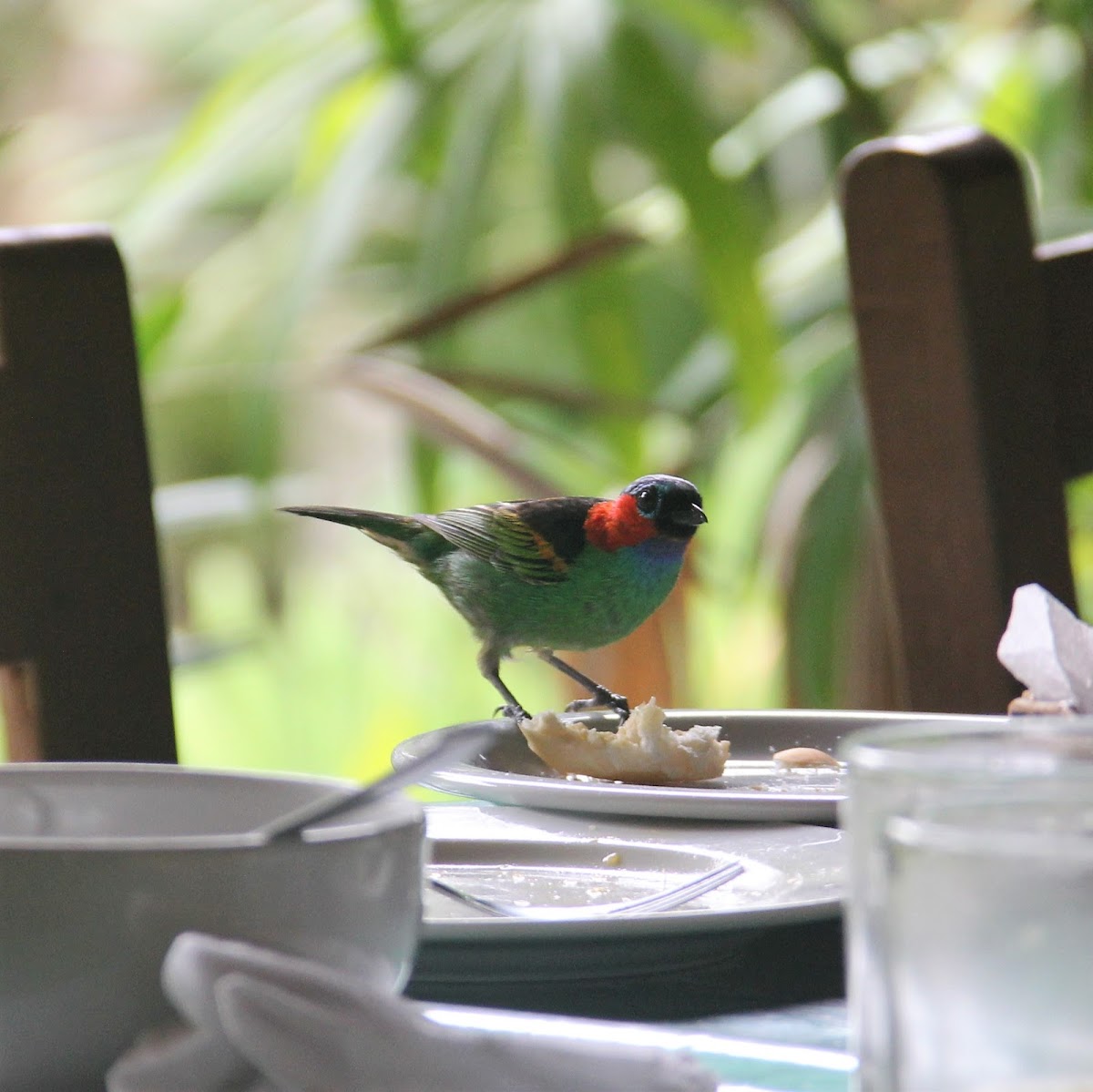 Red-necked Tanager - Saíra Militar