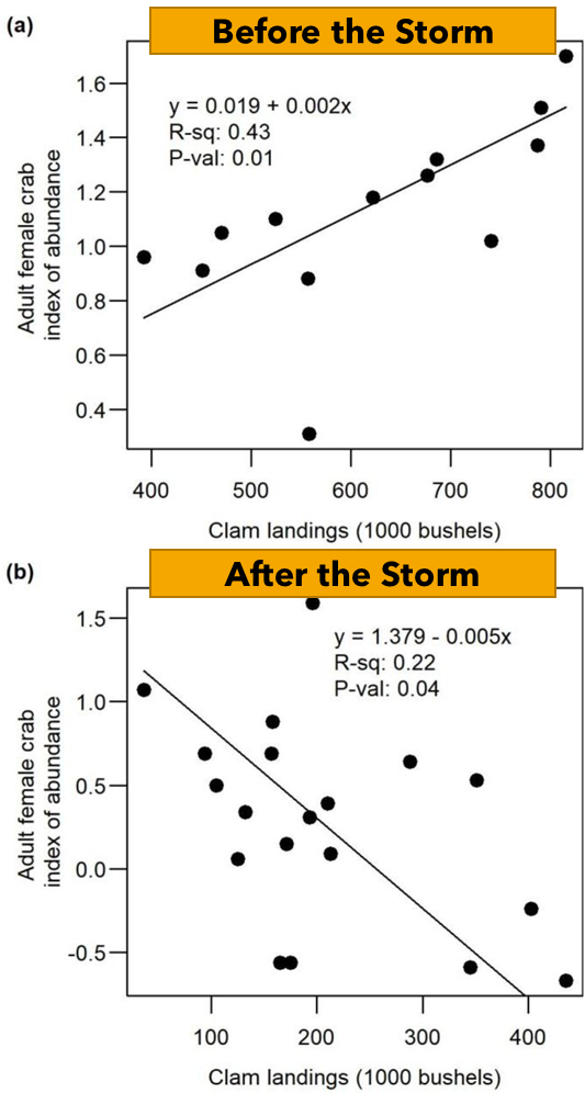 Both panels show scatter plots with “clam landings in 1000 bushels” on the x-axis and “adult female cram index of abundance” on the y axis. Panel A, titled “Before the storm'', shows data points that have a positive trendline with the equation “y equals 0.019 plus 0.002 x”, and R squared value of 0.43 and a P value of 0.01. Panel B, titled “After the storm'', shows data points that have a negative trendline with the equation “y equals 1.379 minus 0.005 x”, and R squared value of 0.22 and a P value of 0.04.