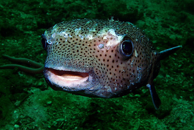 Spotfin burrfish