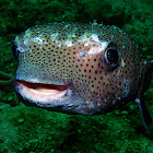 Spotfin burrfish