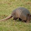 Nine-Banded Armadillo