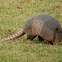 Nine-Banded Armadillo