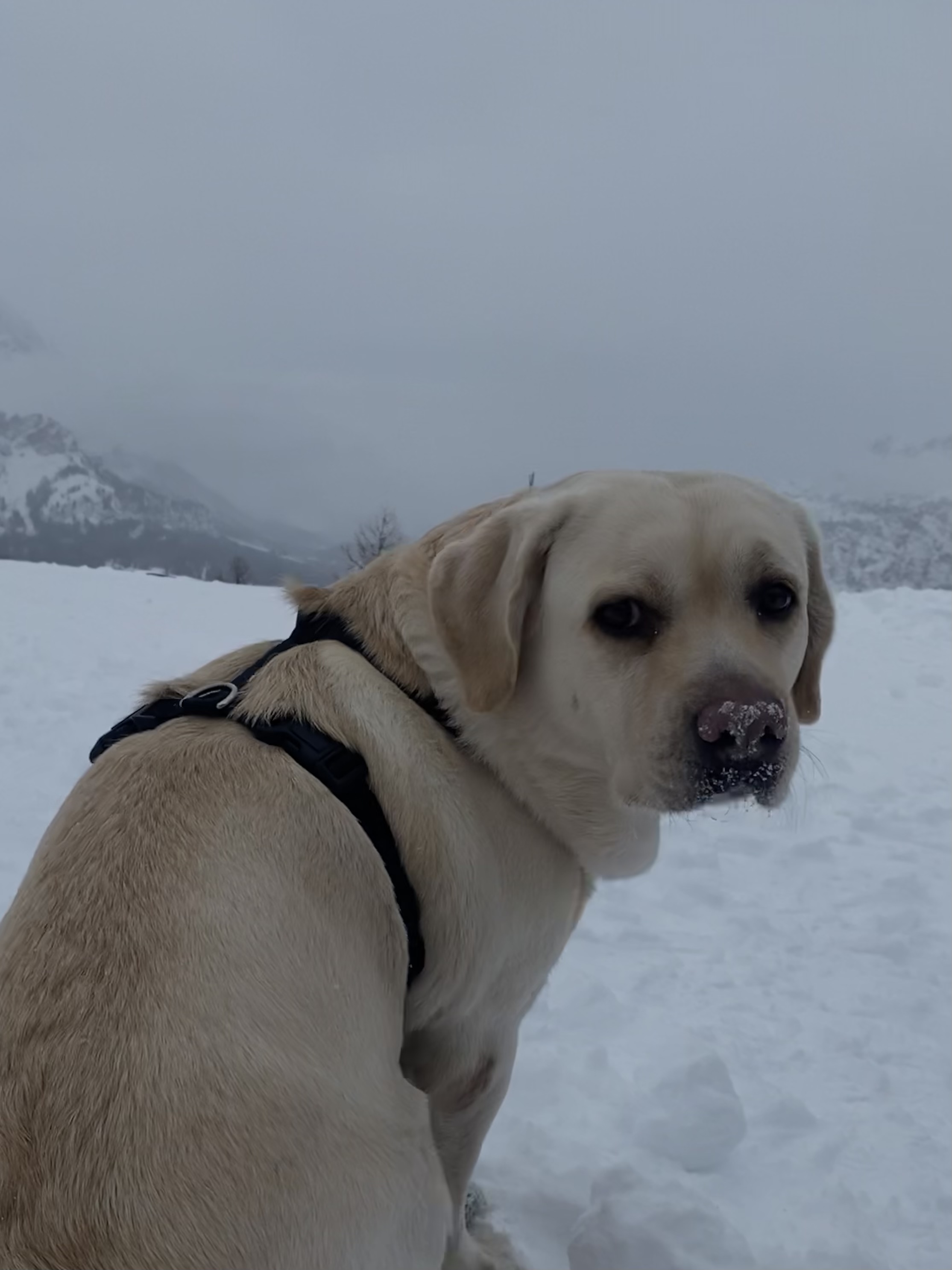 Nel bianco di Meli