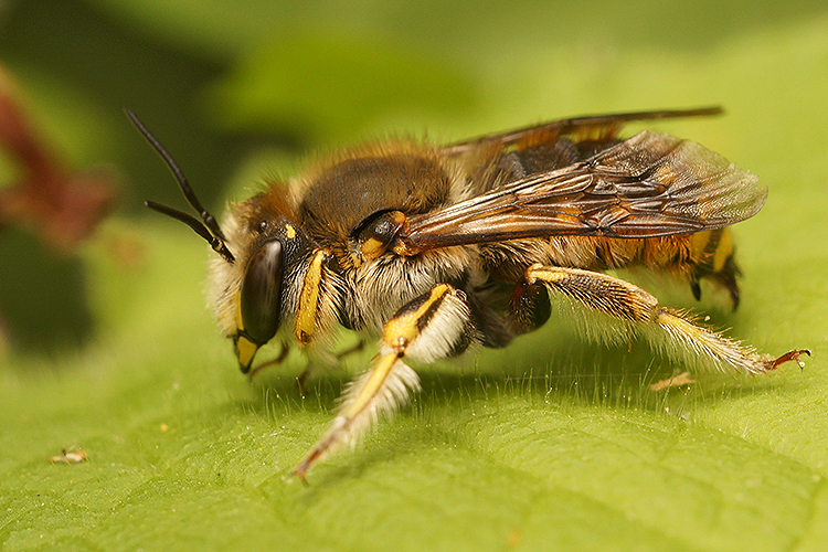 Anthidium manicatum