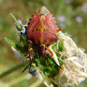 Red Shield Bug