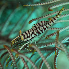 Crinoid Commensal Shrimp