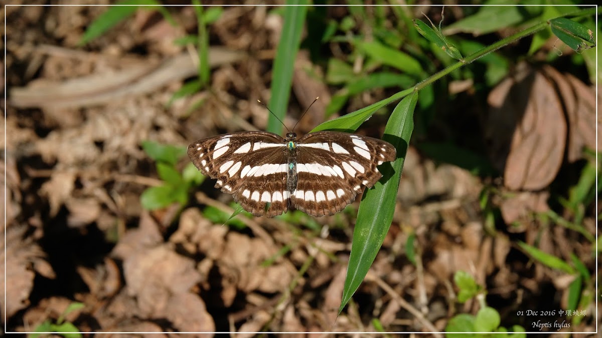 Neptis hylas 中環蛺蝶