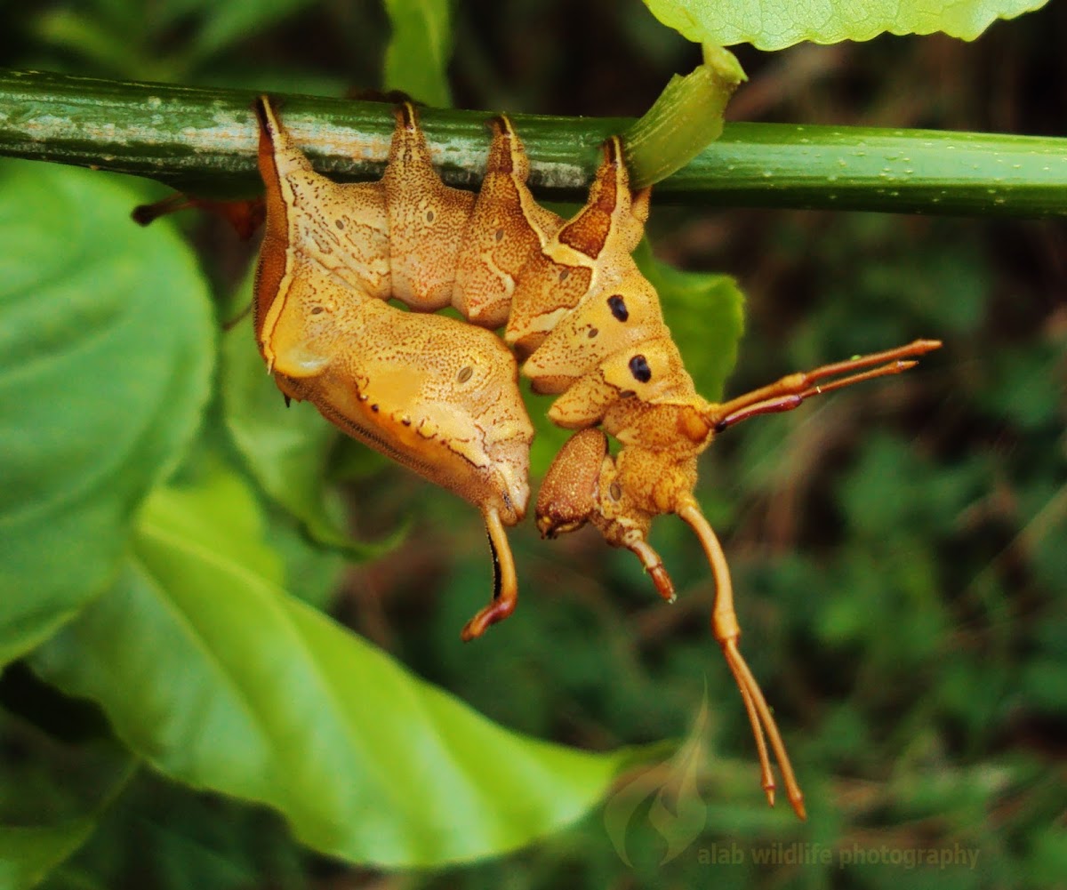 Lobster moth caterpillar