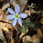 Round Lobed Hepatica