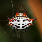 Spiny Orb-weaver