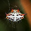 Spiny Orb-weaver