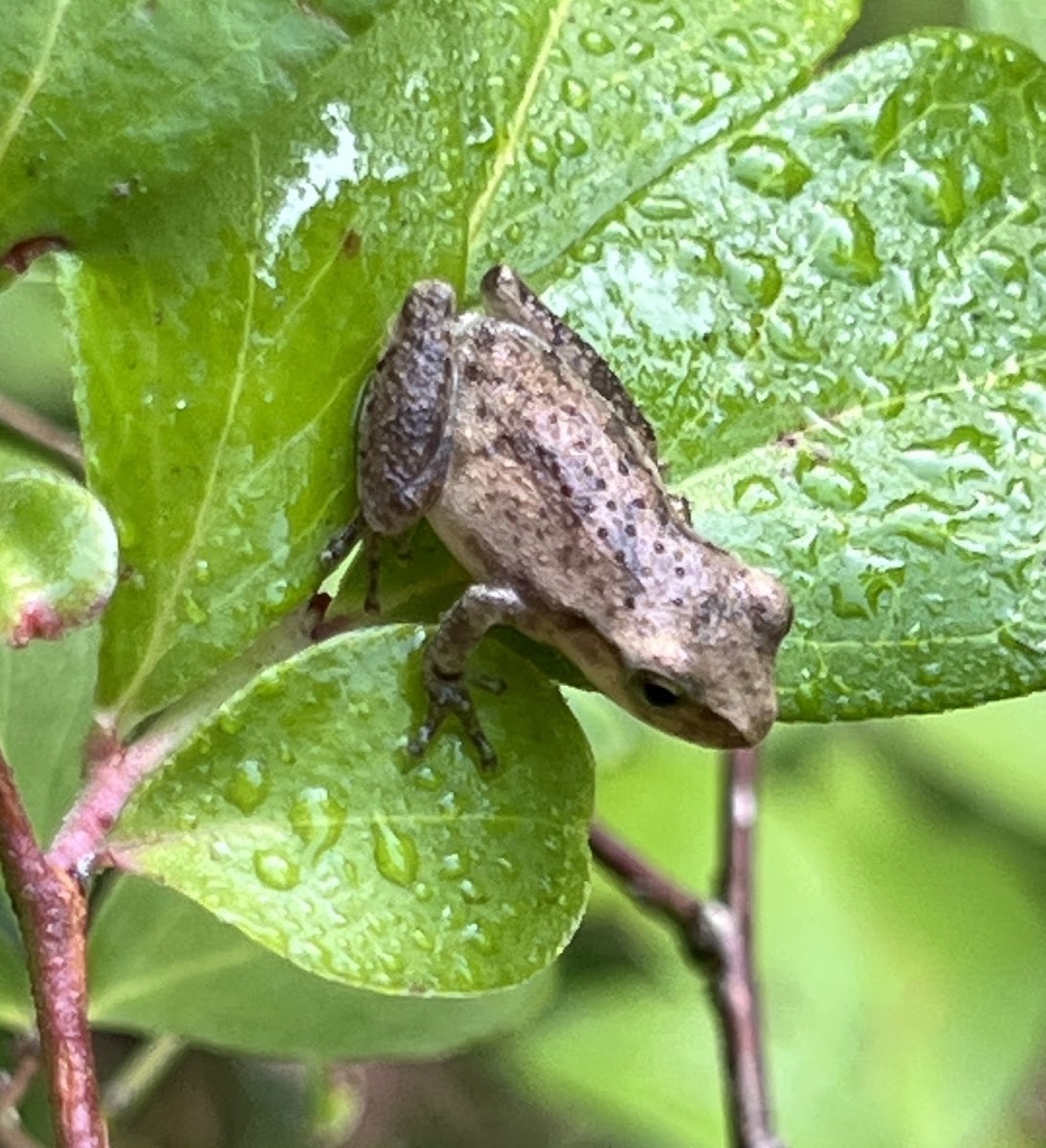 Spring Peeper