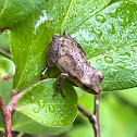 Spring Peeper