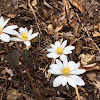 Bloodroot