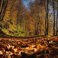 ... una camminata nei colori del bosco ! di Winterthur58