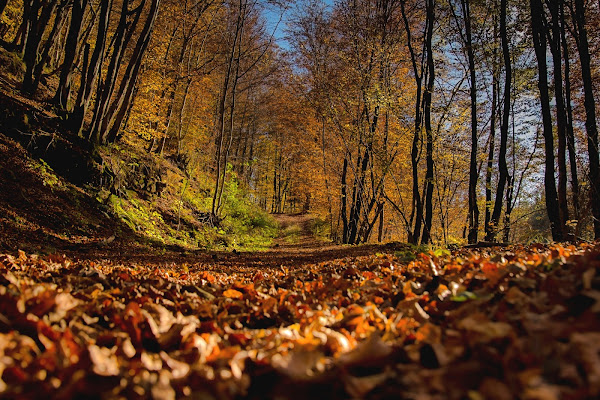 ... una camminata nei colori del bosco ! di Winterthur58