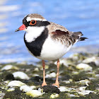 Black-fronted Dotterel