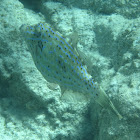 Scrawled Filefish