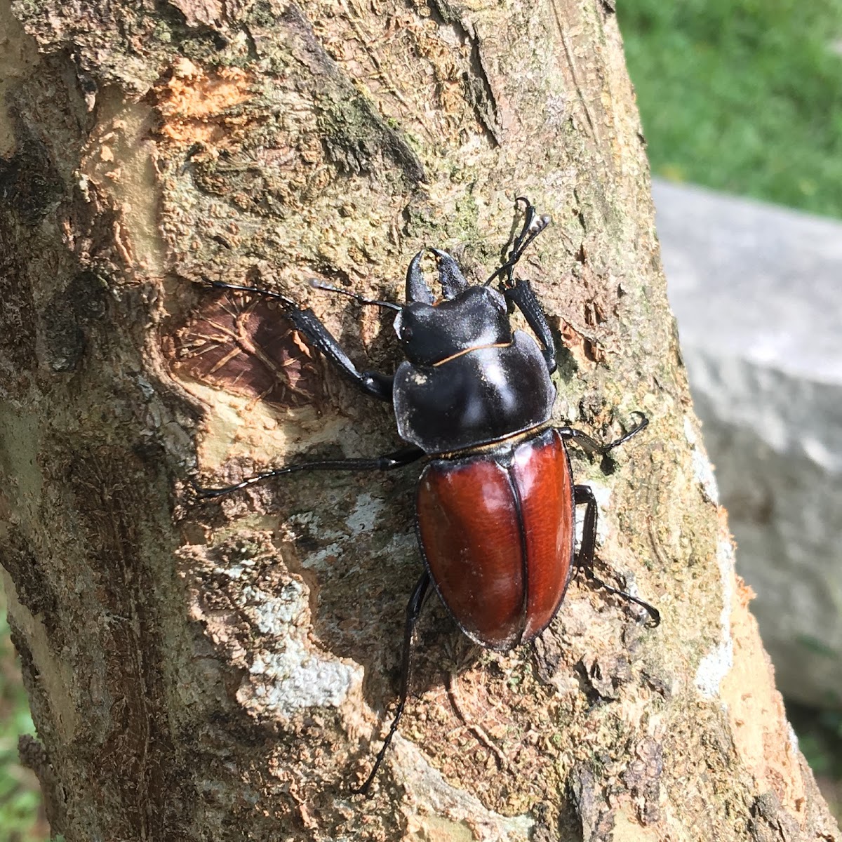 Stag Beetle