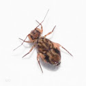 Globular springtail