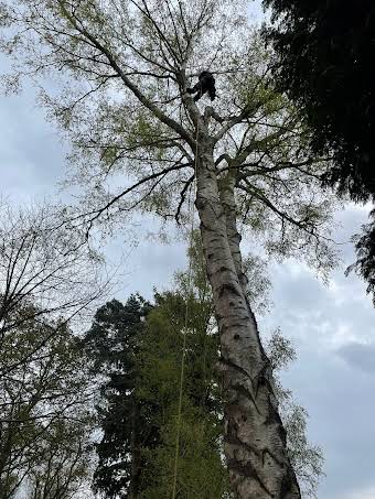 Birch Tree dismantled in difficult location album cover