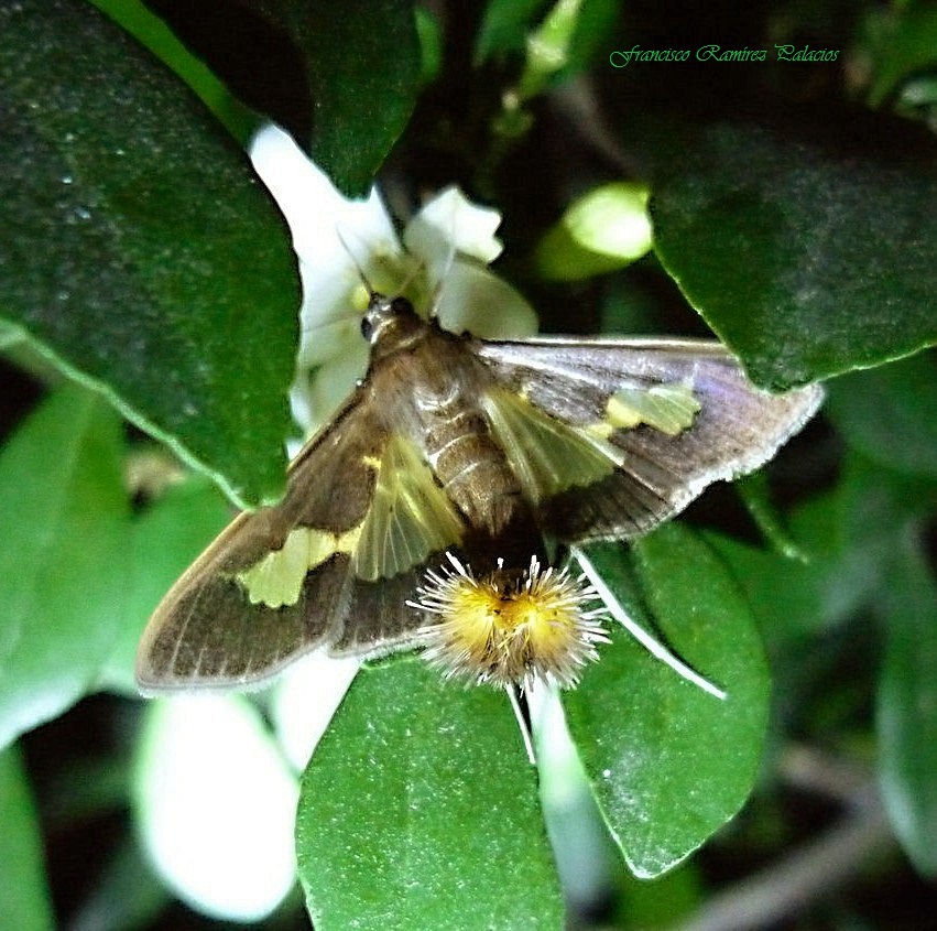 Pickleworm Moth