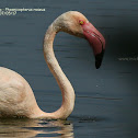 Phoenicopterus roseus