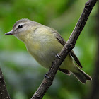 Philadelphia vireo