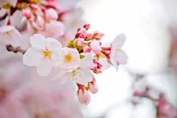 初めてキスした桜の下で